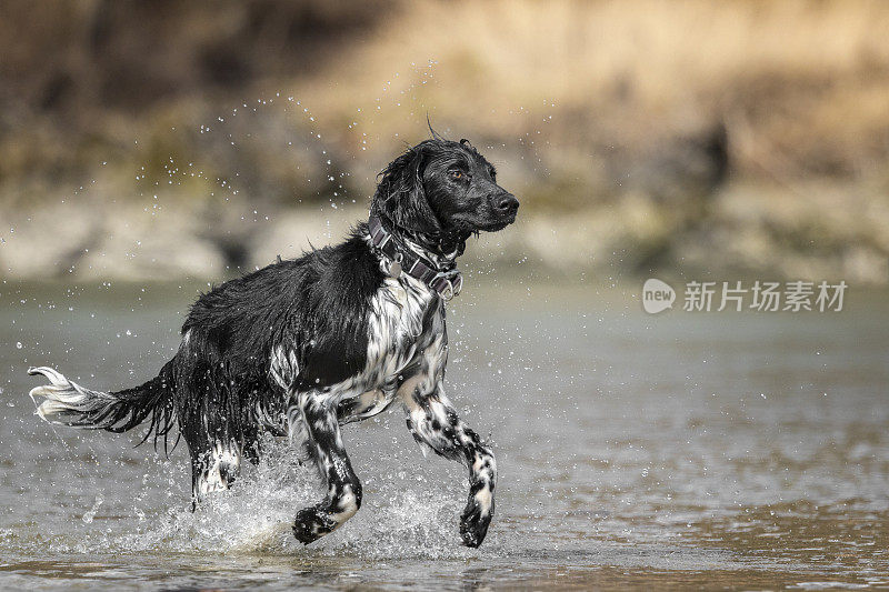 German Large Münsterländer hunting dog running at river